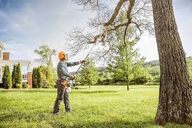 How Our Tree Care Process Works  in  York, SC