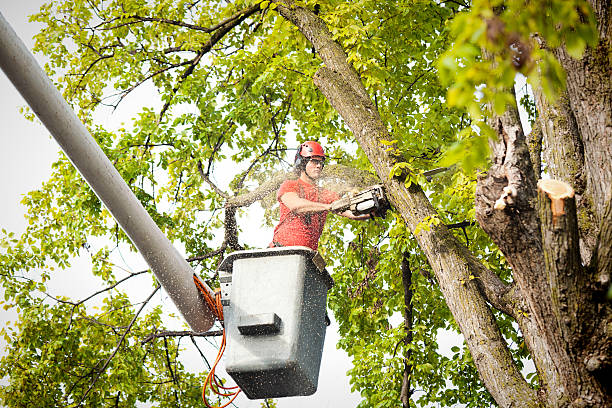 Trusted York, SC Tree Care Experts
